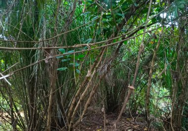 Bambu ormanı, Tayland 'da bambu ormanı