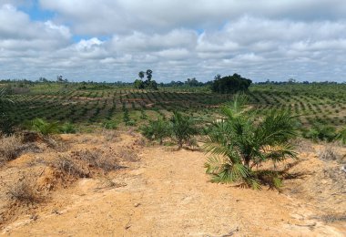 Kırsaldaki palmiye fidanlığı