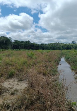 Ormandaki güzel nehir