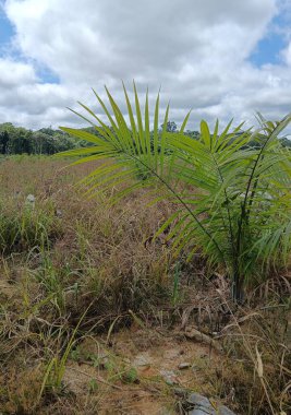 Ormanın güzel manzarası