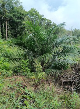 Bahçedeki palmiye ağacı