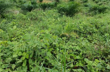 Parktaki güzel yeşil çimenler