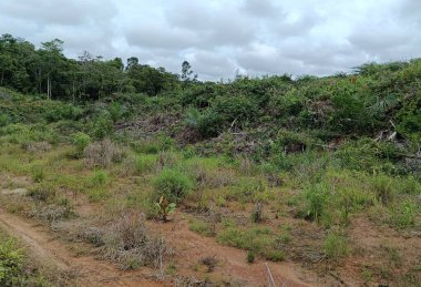 Brezilya 'daki ormanın manzarası..