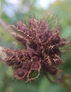Bulanık arkaplanı olan güzel bir bitkinin seçici odak fotoğrafı.