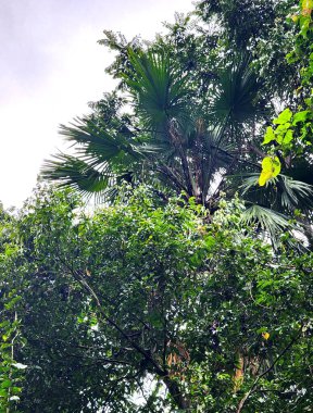 Ormanda yeşil yapraklar