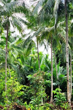 Bahçede hindistan cevizi ağaçları