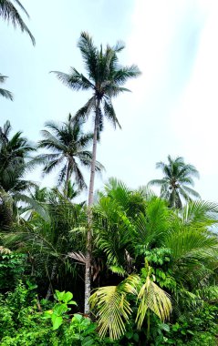Bahçedeki palmiye ağaçları