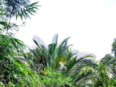 Palmiye, bitki ve doğa.