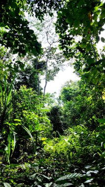 Ormanda yeşil yapraklar