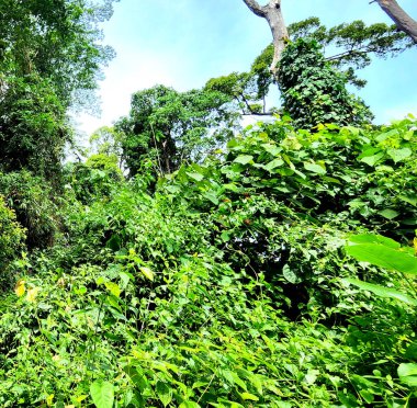 Yazın tropikal orman ve doğa, Asya