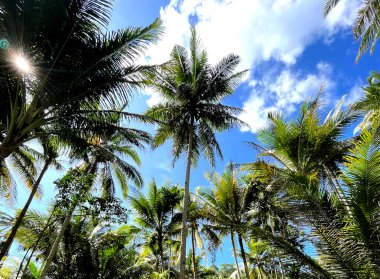 Palmiye ağaçları ve beyaz bulutlu mavi gökyüzü.