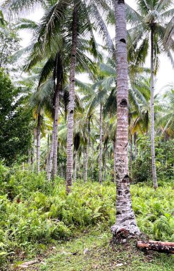 Ormandaki palmiye ağacı