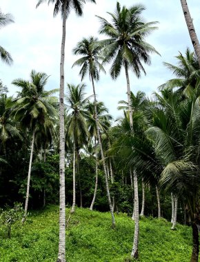 Tropik sahilde güzel palmiye ağaçları