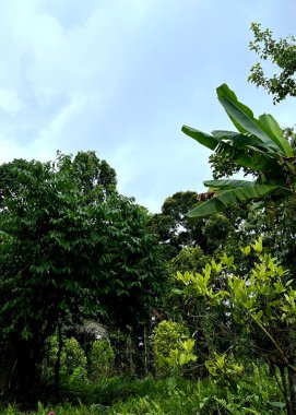 yeşil çim ile tropikal orman