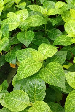 Bitkinin taze yeşil yaprakları