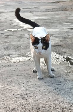 Sokakta siyah beyaz kedi