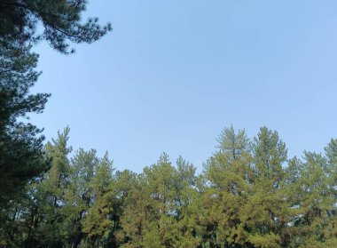 Ormanın güzel manzarası