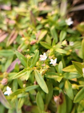 Bahçedeki güzel çiçekler