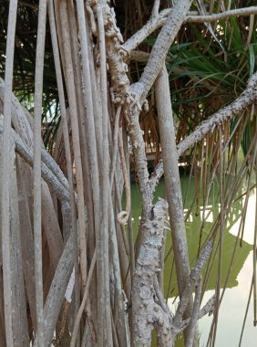 Doğanın güzel manzarası