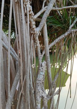 Doğanın güzel manzarası