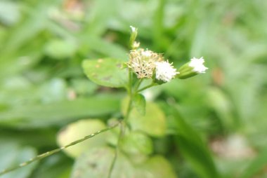 gündüz açık büyüyen renkli çiçekler yakın