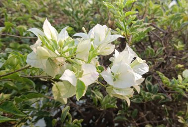 Bahçede çiçek açan güzel çiçekler