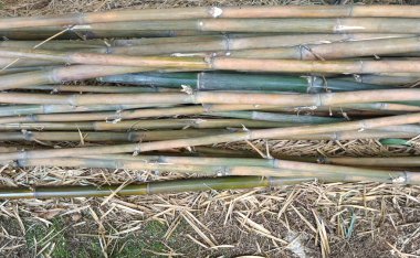 Bambudaki bambu kamışı