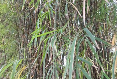 Ormanda yeşil ağaçlar, yaz bitkileri