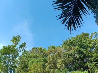 Ormanda yeşil ağaçlar