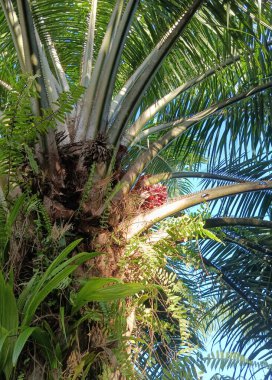 Palmiye yaprakları, bitki yaprakları.