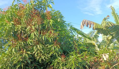 Yakın çekim - güzel tropikal çiçek arkaplanı