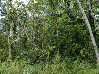 Büyük ağaçları olan güzel yeşil orman.