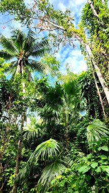 Tropik palmiye ağaçları, doğa ve yapraklar, bitki ve yapraklar,
