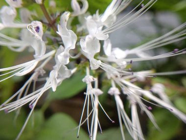 Bahçedeki beyaz çiçek