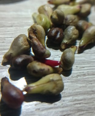 taze ve sağlıklı kırmızı fasulye filizleri