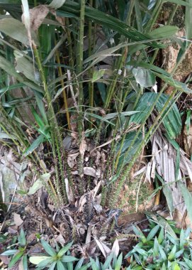 Güzel botanik fotoğrafı, doğal duvar kağıdı.