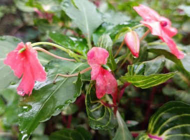 Bahçedeki güzel pembe çiçek