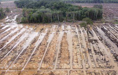 Ormanın havadan görünüşü ve ormandaki yol.