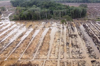 Hasattan sonra sabah pirinç tarlalarının havadan görünüşü