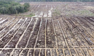 Ormandaki yolun havadan görünüşü