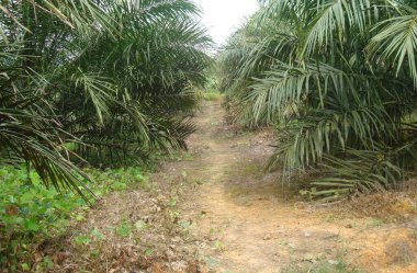 Ormandaki palmiye ağacı