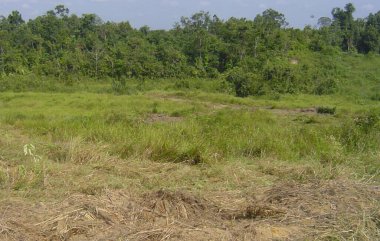 çimenli pirinç tarlaları