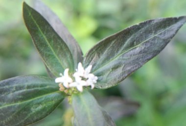 Bahçede beyaz çiçekler