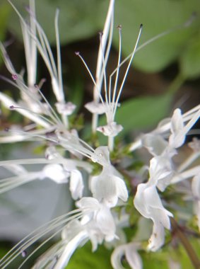 Bahçede beyaz çiçekler