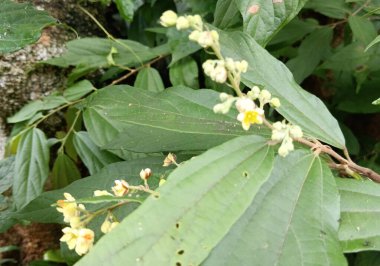 bir ağacın yeşil yaprakları