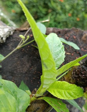 Ağacın dokusuna sahip yeşil yaprak