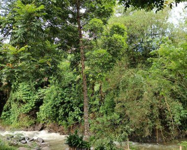 Tayland 'da yeşil ağaçlı tropikal yağmur ormanları