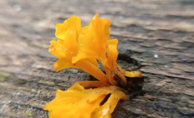 Doğadaki ağaçta sarı mantar