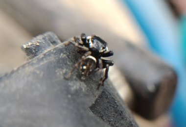 makro çekim siyah ve beyaz örümcek