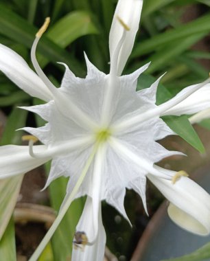Bahçede yetişen güzel beyaz zambak çiçeği